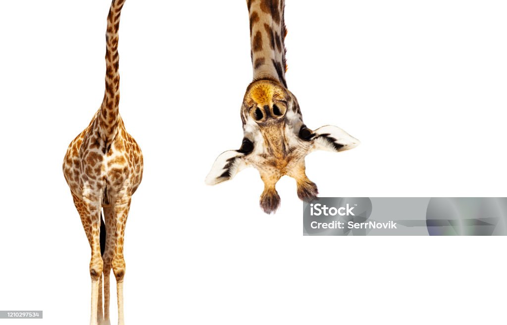 Giraffe with long head look upside down on white Funny looking upside down with long neck giraffe had hand from above isolated on white Giraffe Stock Photo