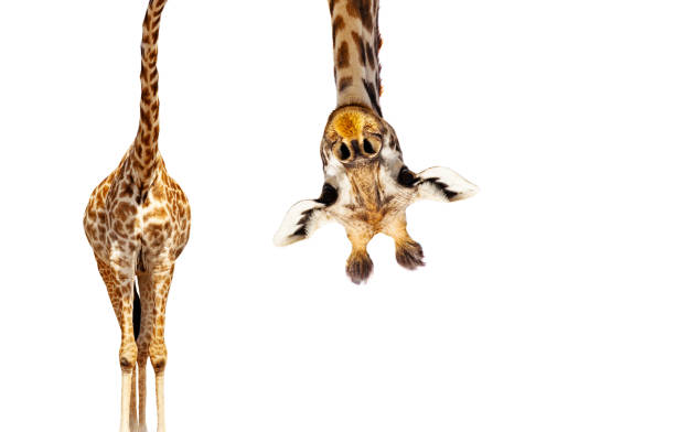 Giraffe with long head look upside down on white Funny looking upside down with long neck giraffe had hand from above isolated on white animal neck photos stock pictures, royalty-free photos & images