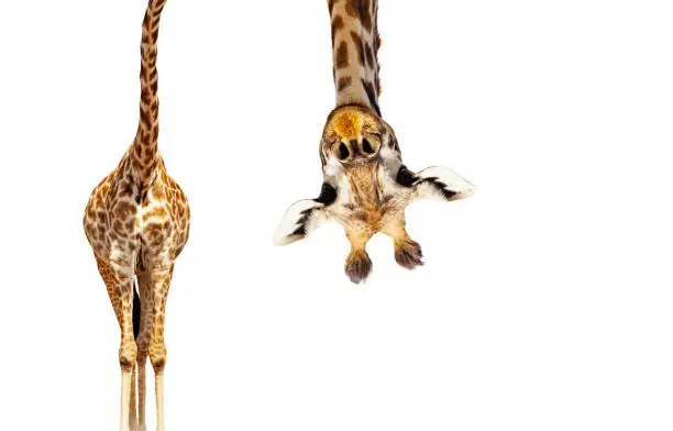 Photo of Giraffe with long head look upside down on white