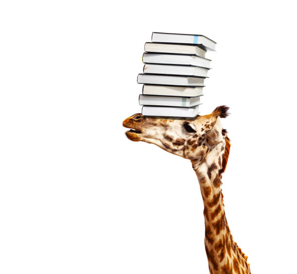 istock Smart giraffe head carry books pile over white 1210297542