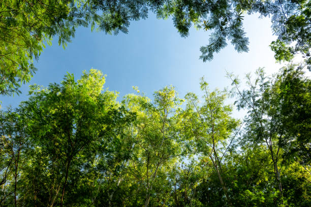 istock forest trees in dense green forest, nature green wood sunlight backgrounds 1210297633