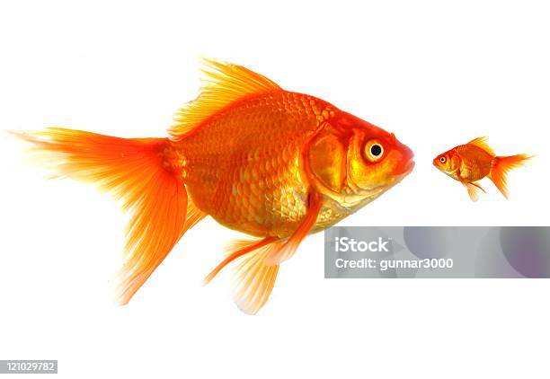 Different Stock Photo - Download Image Now - Large, Small, Goldfish