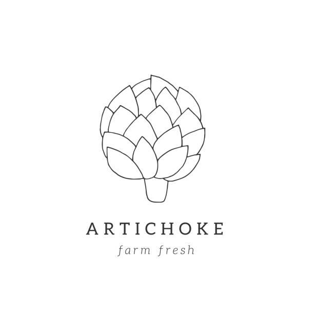 Vector hand drawn artichoke. For healthy nutrition, vegetarians, vegans. Isolated object, vegetables. Vector hand drawn artichoke. For healthy nutrition, vegetarians, vegans. Isolated object, vegetables. Farm fresh vegetables for restaurant menu, market label, grocery store identity. Artichoke stock illustrations