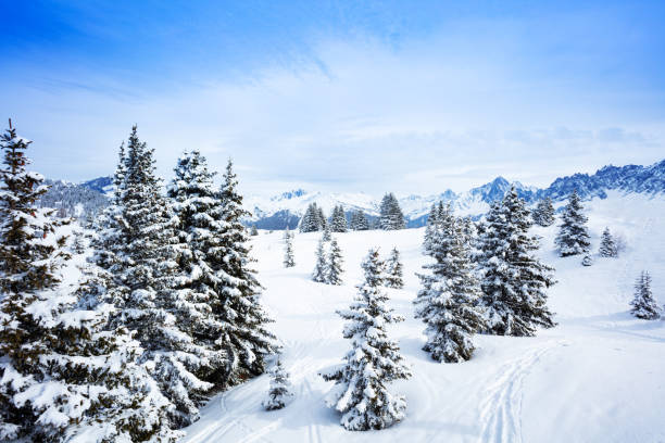 istock Covered with snow fir forest on mountain plane 1210298982