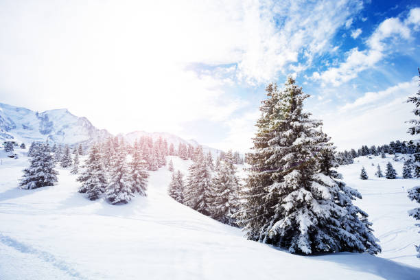 istock Beautiful snow covered fir forest in mountains 1210298984