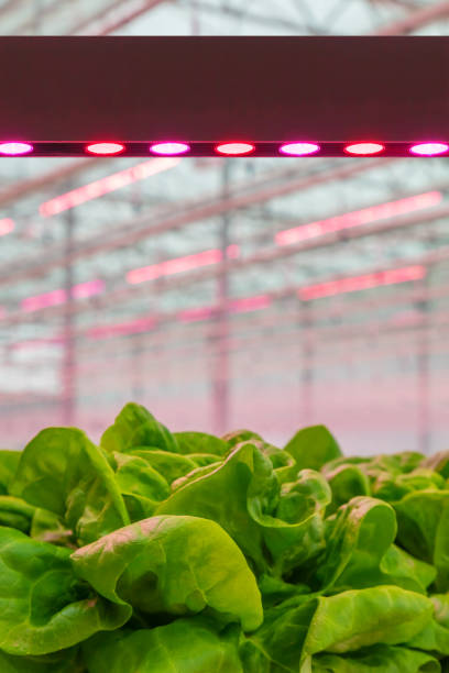 istock LED lighting used to grow lettuce inside a Dutch greenhouse 1210299516