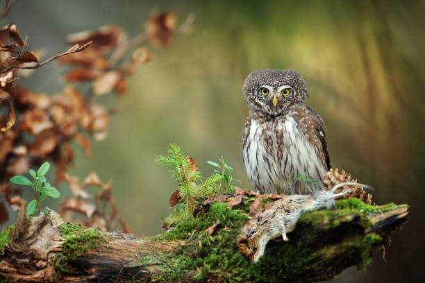 istock Owl in beautiful forest. Pygmy bird owl in magic forest. 1210299683