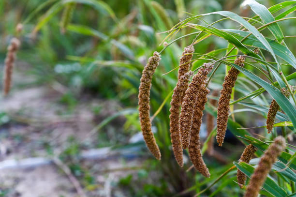 Millet Crop at early Morning located in Rural India.