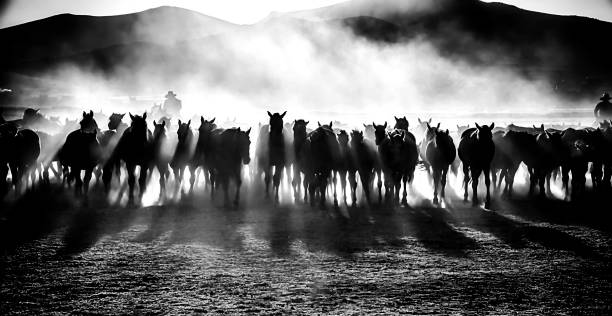 istock horses running in the dust 1210301114