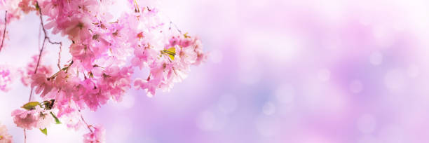 istock beautiful cherry blossom branchlet on abstract blurred background 1210302422