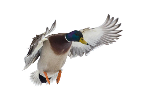 istock dark head mallard duck drake on white in flight 1210303213