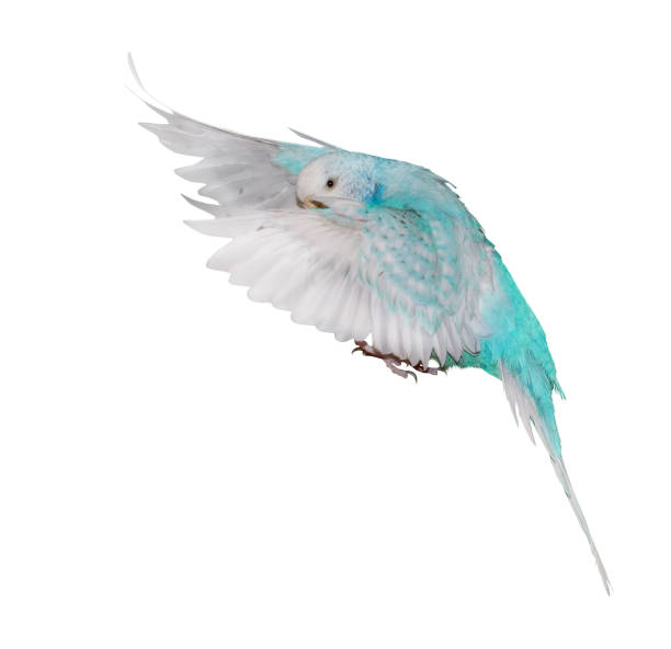 istock isolated white and cyan budgerigar in flight 1210303405