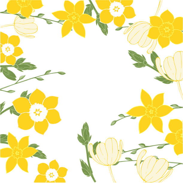 vektor floralen hintergrund mit frühlingsblumen. - daffodil flower spring isolated stock-grafiken, -clipart, -cartoons und -symbole