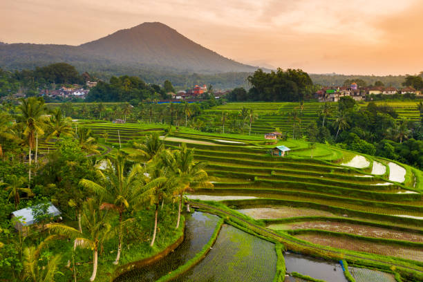 Bali, aerial view of Jatiluwih rice Terraces in sunrise. Bali - rice fields, surrounded by rainforest, view from above. View from above. jatiluwih rice terraces stock pictures, royalty-free photos & images