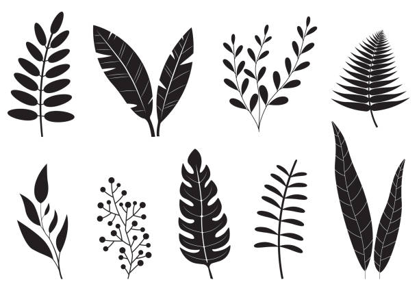 ilustrações de stock, clip art, desenhos animados e ícones de leaves set. different plants foliage. leaf collection isolated on white background. vector illustration. - frond