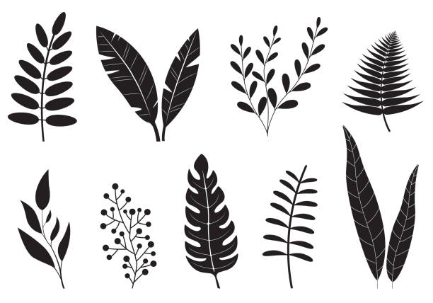Leaves set. Different plants foliage. Leaf collection isolated on white background. Vector illustration. Leaves set. Different plants foliage. Leaf collection isolated on white background. Vector illustration. fern stock illustrations