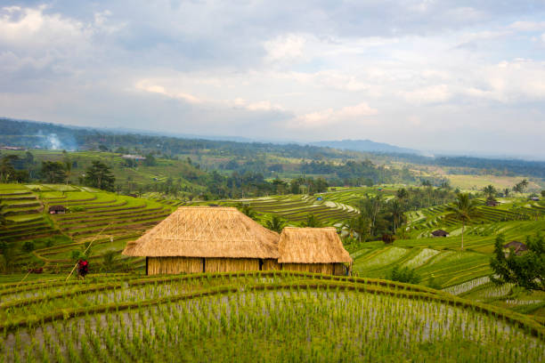 istock Rice fields of Jatiluwih in southeast Bali 1210304832
