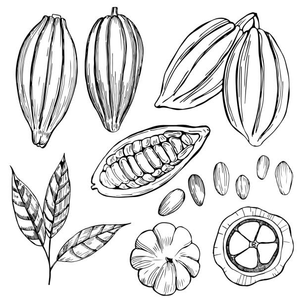 ilustrações, clipart, desenhos animados e ícones de feijão de cacau puxado à mão.  ilustração vetorial - cocoa bean