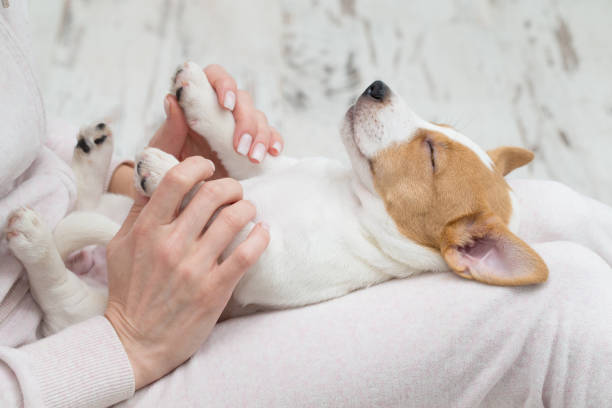 istock Puppy Jack Russell dog sleeping Terier the hands 1210306405