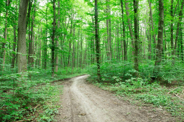 istock Forest trees. nature green wood sunlight backgrounds 1210306446