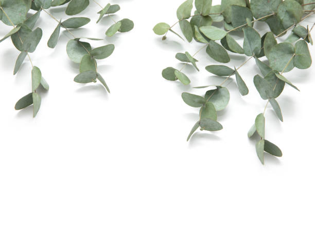 istock green leaves eucalyptus. branches eucalyptus isolated on white background. 1210306522