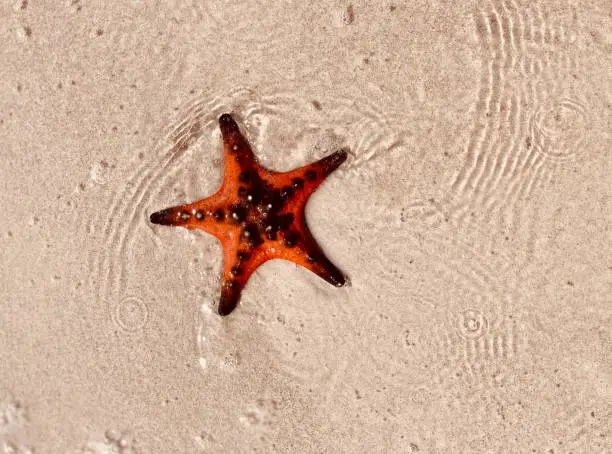 STAR FISH BEACH