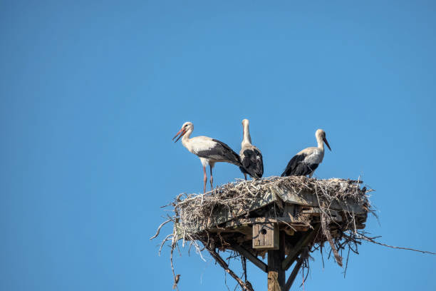 istock Stork in the nest on the electric pole 1210307761