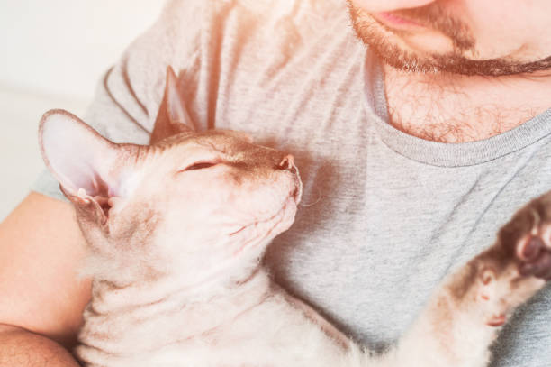 istock Sphinx cat in the hands of a man 1210308728