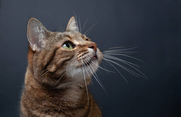 istock Brown tabby cat portrait on black background 1210308812