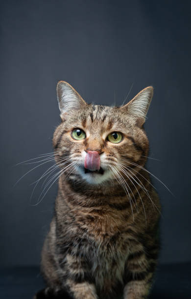 istock Brown tabby cat portrait on black background 1210308853