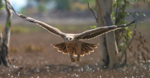 istock Eastern Imperial Eagle was raised to fly up to the sky. 1210309080