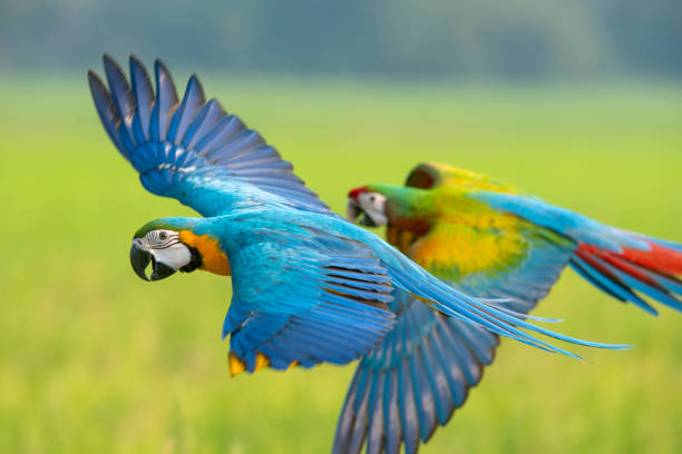 istock Macaw flying, A parrot that is beautiful and cute. 1210309105