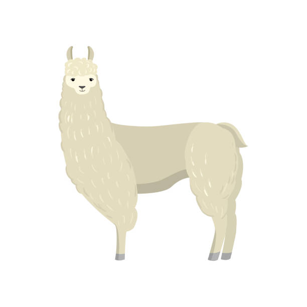 Cute lama alpaca isolated on white background Cute lama alpaca. Cartoon with rare animal. Teaching card south america. Zoo, natural concept vertebrate stock illustrations