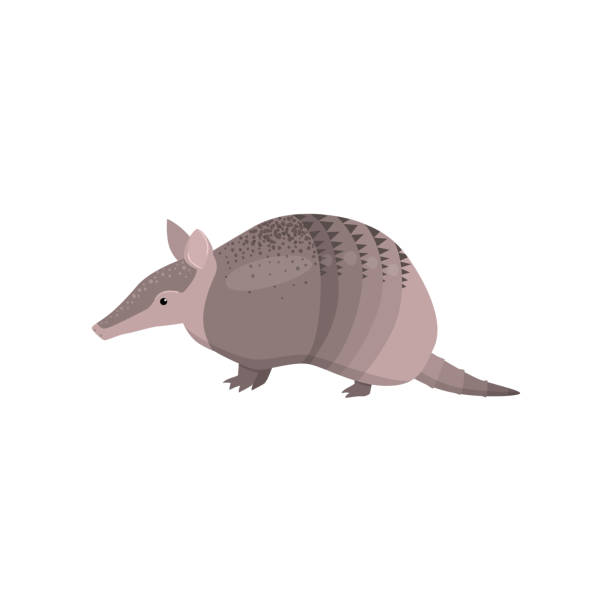 Banded armadillo transparent isolated on white background Banded armadillo isolated on white background. Cartoon with rare animal south america. Teaching card. Zoo, natural concept armadillo stock illustrations