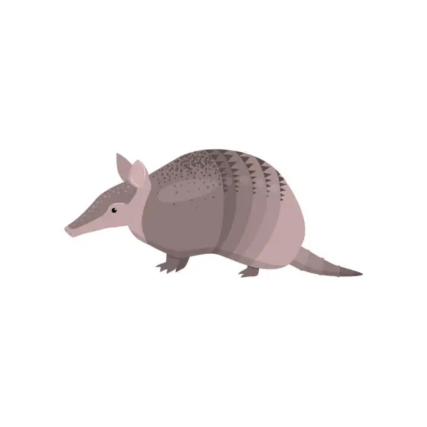 Vector illustration of Banded armadillo transparent isolated on white background