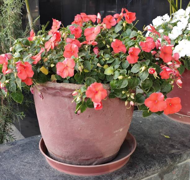istock Show flower plant with pot 1210311246