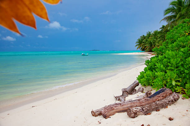 istock Green Foliage, Water and Beach View on Maldive Coast 1210311936