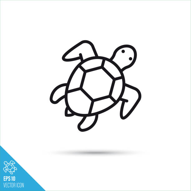 illustrazioni stock, clip art, cartoni animati e icone di tendenza di icona linea vettoriale testuggine cucitura - sea turtle square shape square endangered species
