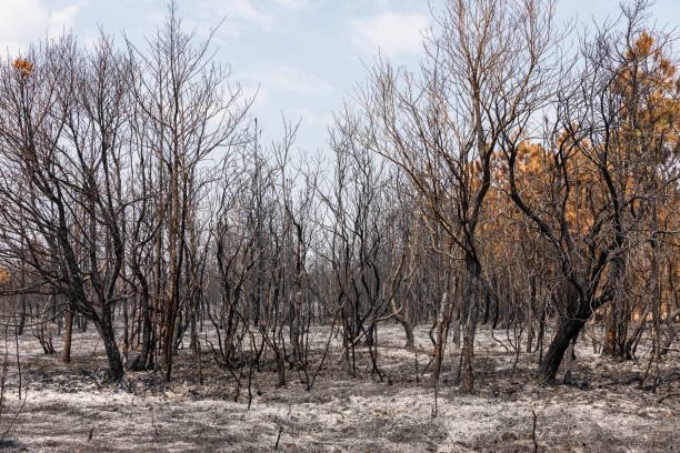 istock Dry trees burnt from fire inside tropical rainforest in summer. 1210314297