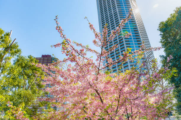istock Cherry blossoms in full bloom in the city 1210314596
