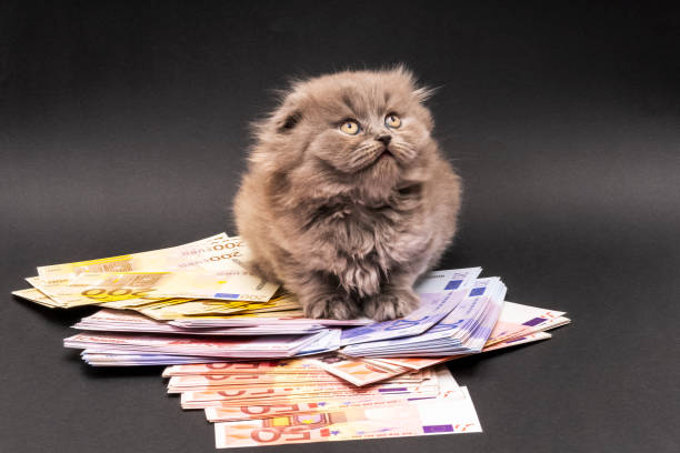 istock Scottish Fold Kitten and Money, Euro 1210315172