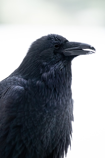 Raven (Corvus corax) Winter Portrait