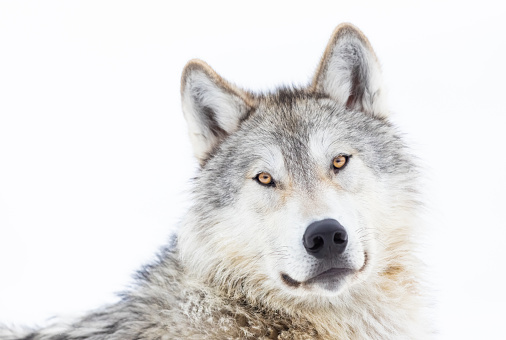 Gray Wolf (Canis lupus) Close-up Portrait in Winter