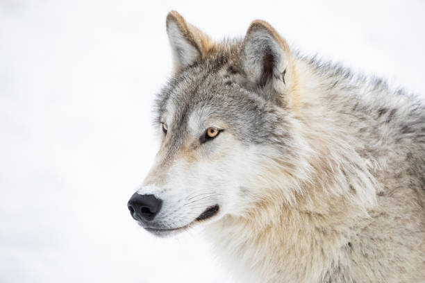 Gray Wolf Close-Up in Winter Snow Gray Wolf (Canis lupus) and winter snow timber wolf stock pictures, royalty-free photos & images