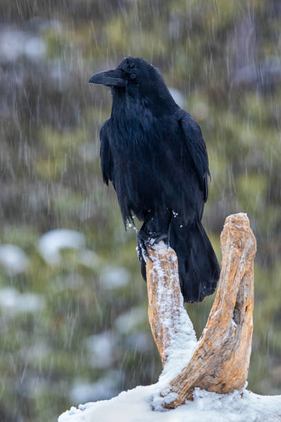istock Raven Perched on a Stump in a Snow Storm 1210318439