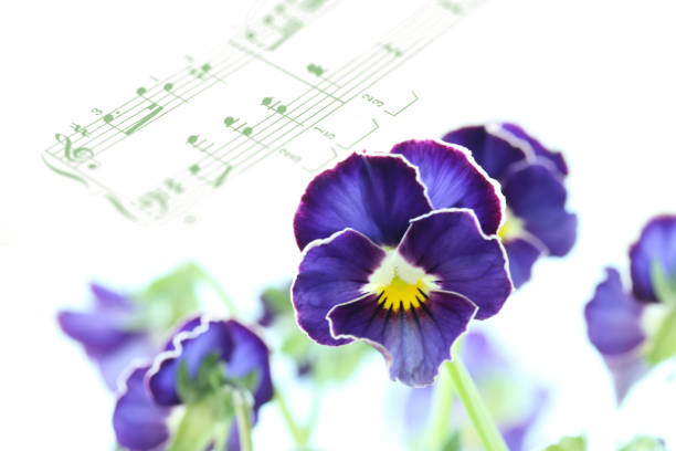 kawaii viola (pansy) and music
