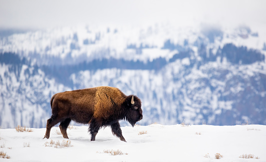 A closeup of a brown bison eye with horns under the lights during daytime