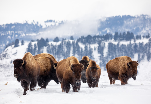 Herd of American Bison (Bos bison) in Yellowstone National Park, Wyoming