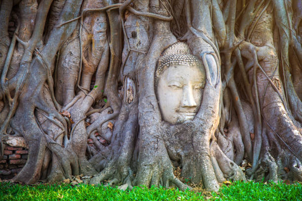 istock Buddha head entwined within the roots of a tree 1210320117