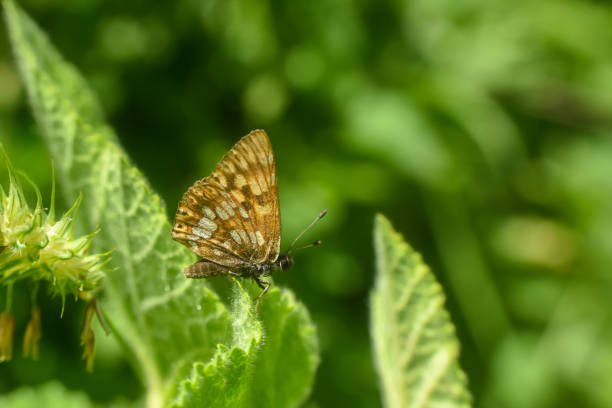 hamearis lucina, duque de borgoña fritillary mariposa en hierba silvestre - duke of burgundy fotografías e imágenes de stock